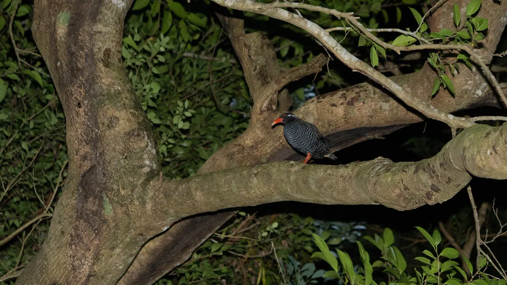 冲绳秧鸡（Gallirallus okinawae）