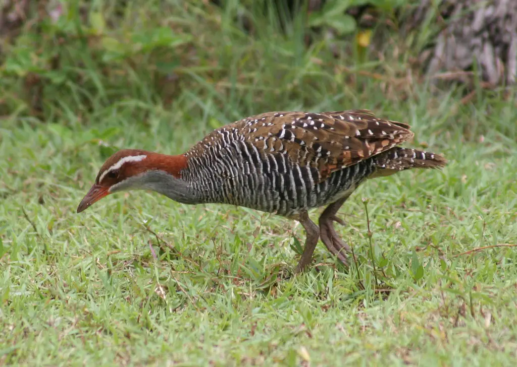 红眼斑秧鸡(Gallirallus philippensis)