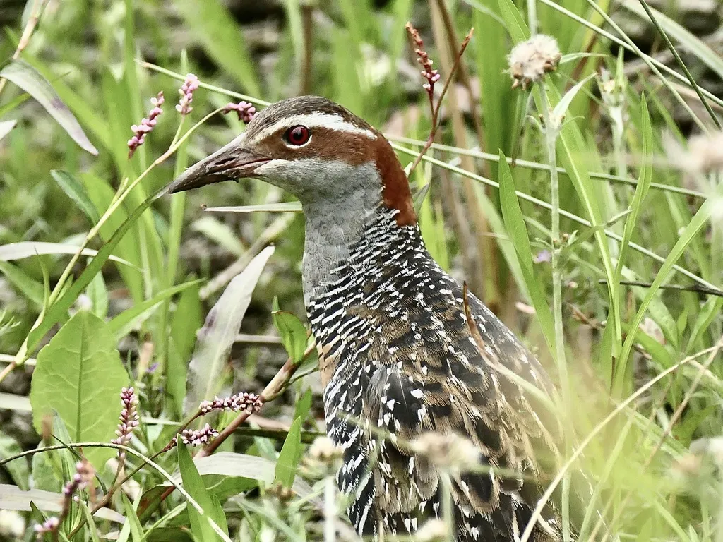 红眼斑秧鸡(Gallirallus philippensis)