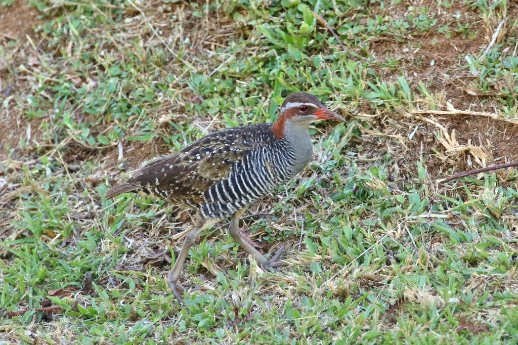 红眼斑秧鸡(Gallirallus philippensis)