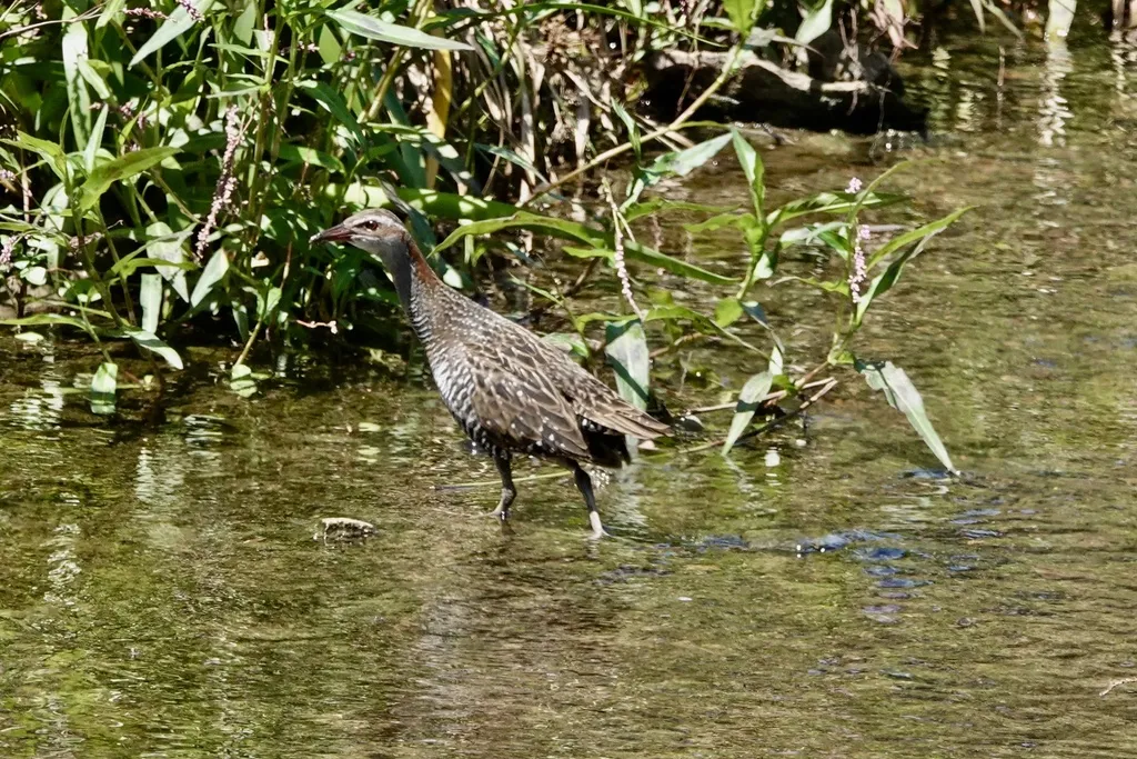 红眼斑秧鸡(Gallirallus philippensis)