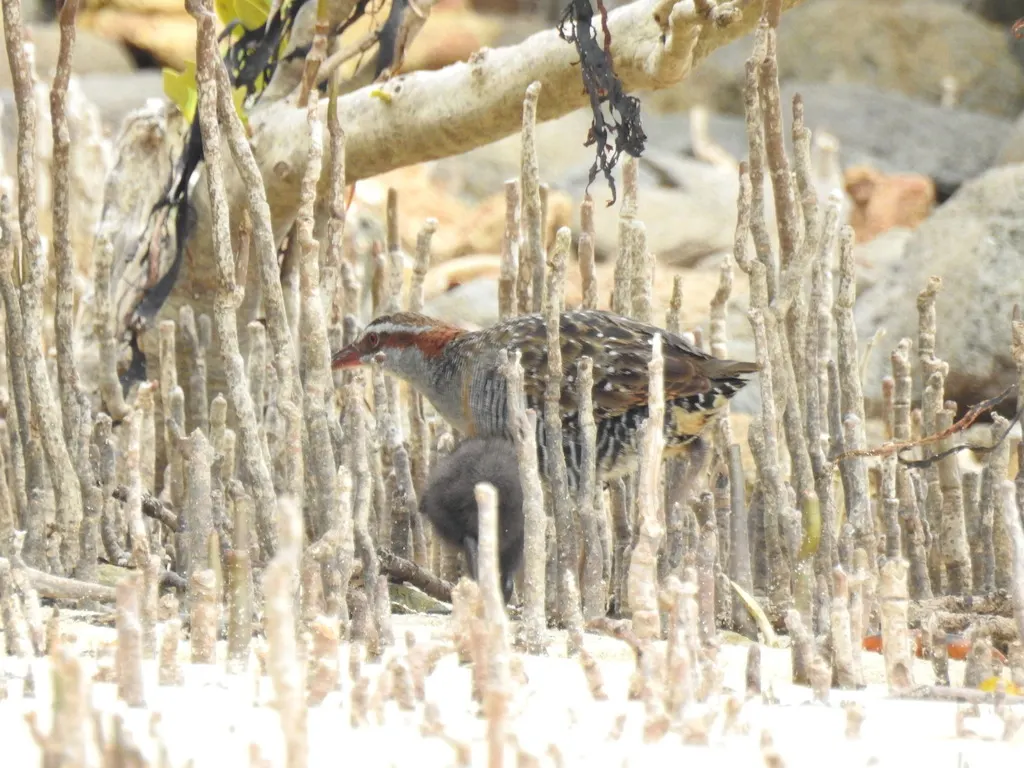 红眼斑秧鸡(Gallirallus philippensis)