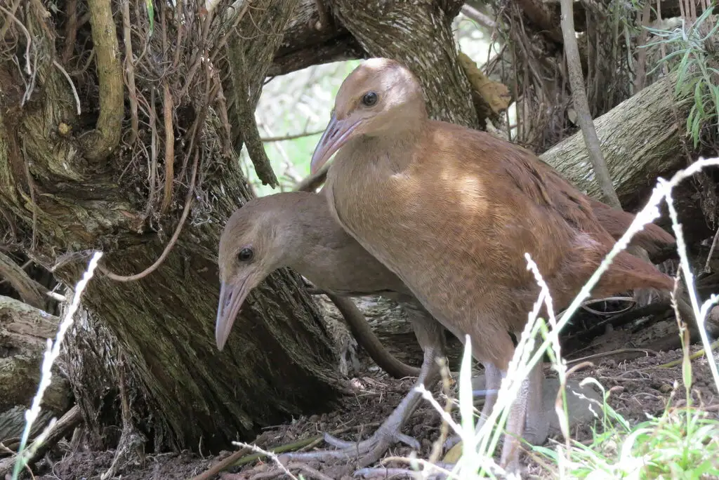 豪岛秧鸡(Gallirallus sylvestris)
