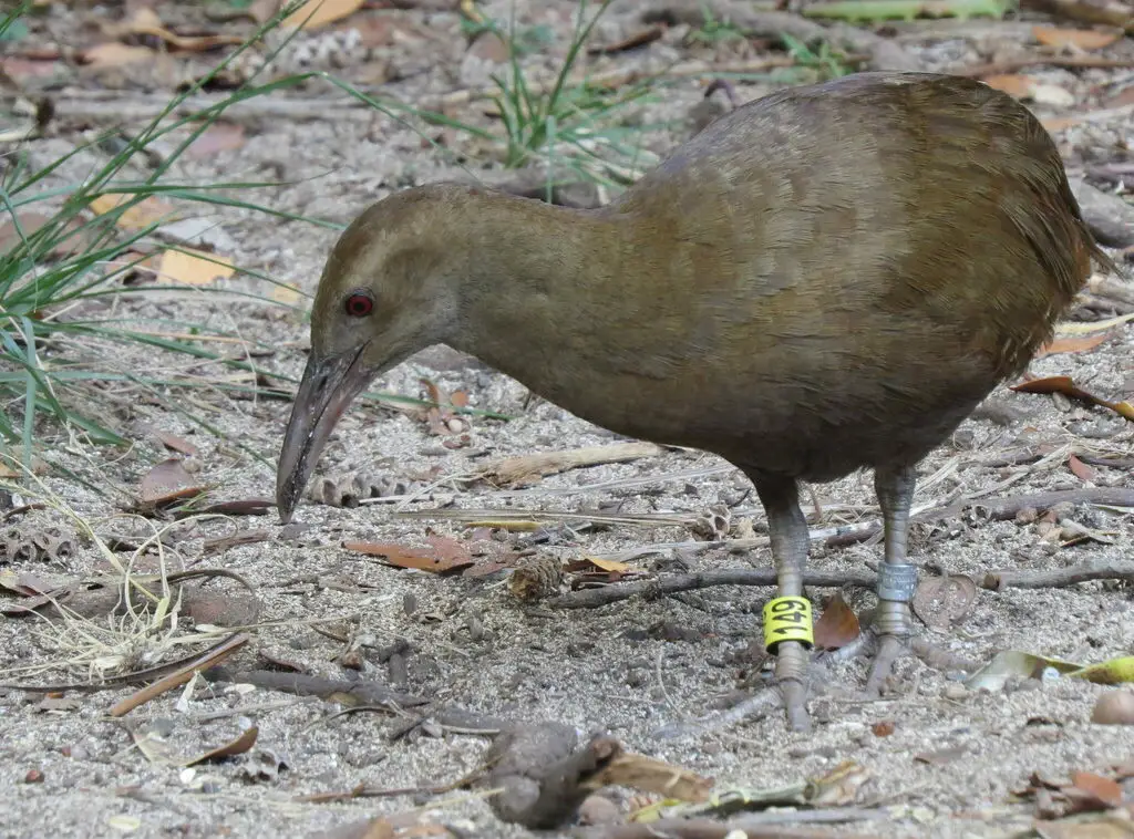 豪岛秧鸡(Gallirallus sylvestris)