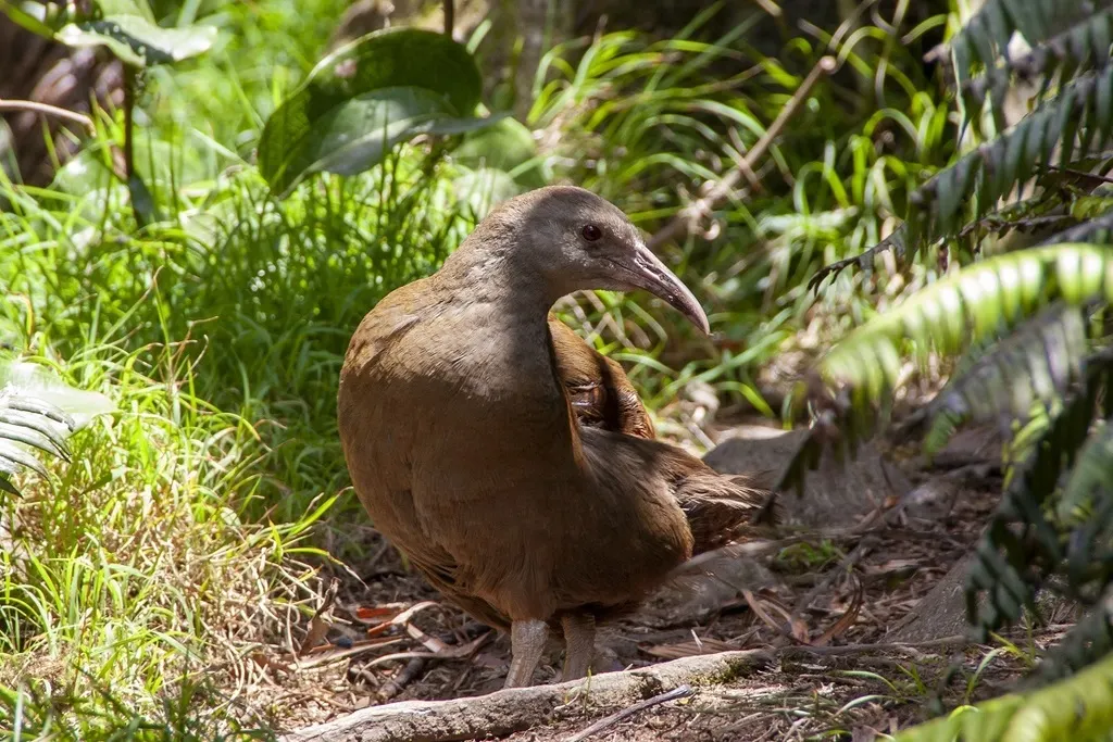 豪岛秧鸡(Gallirallus sylvestris)