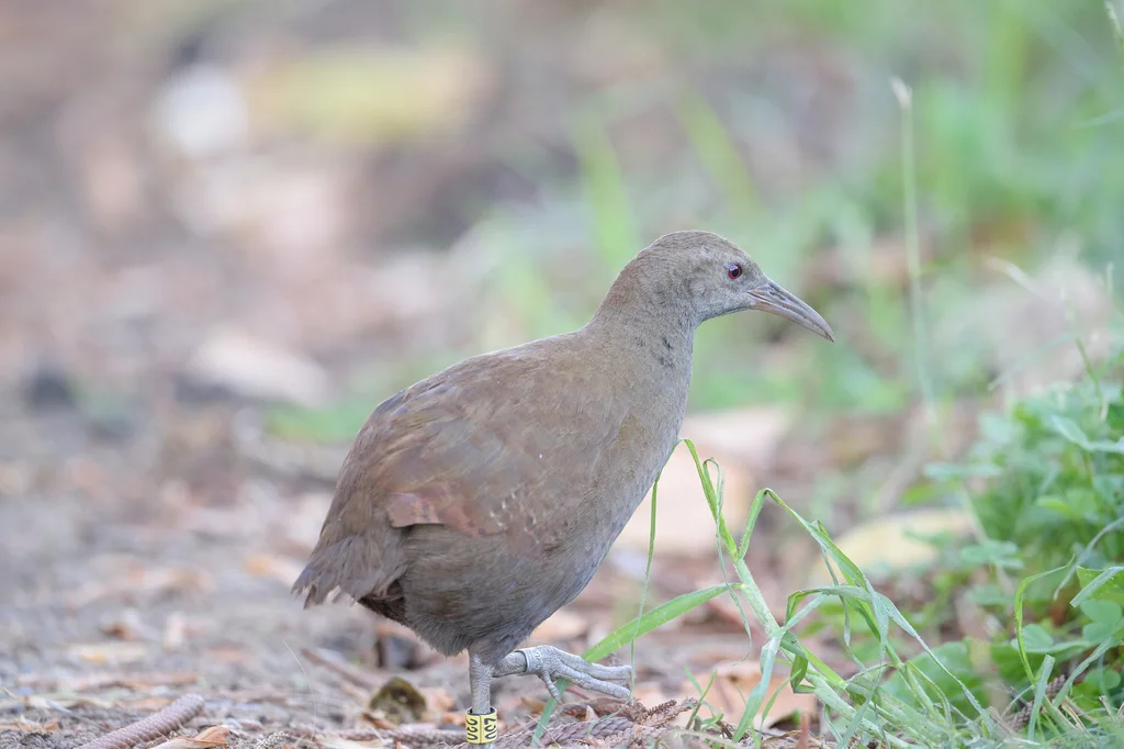 豪岛秧鸡(Gallirallus sylvestris)