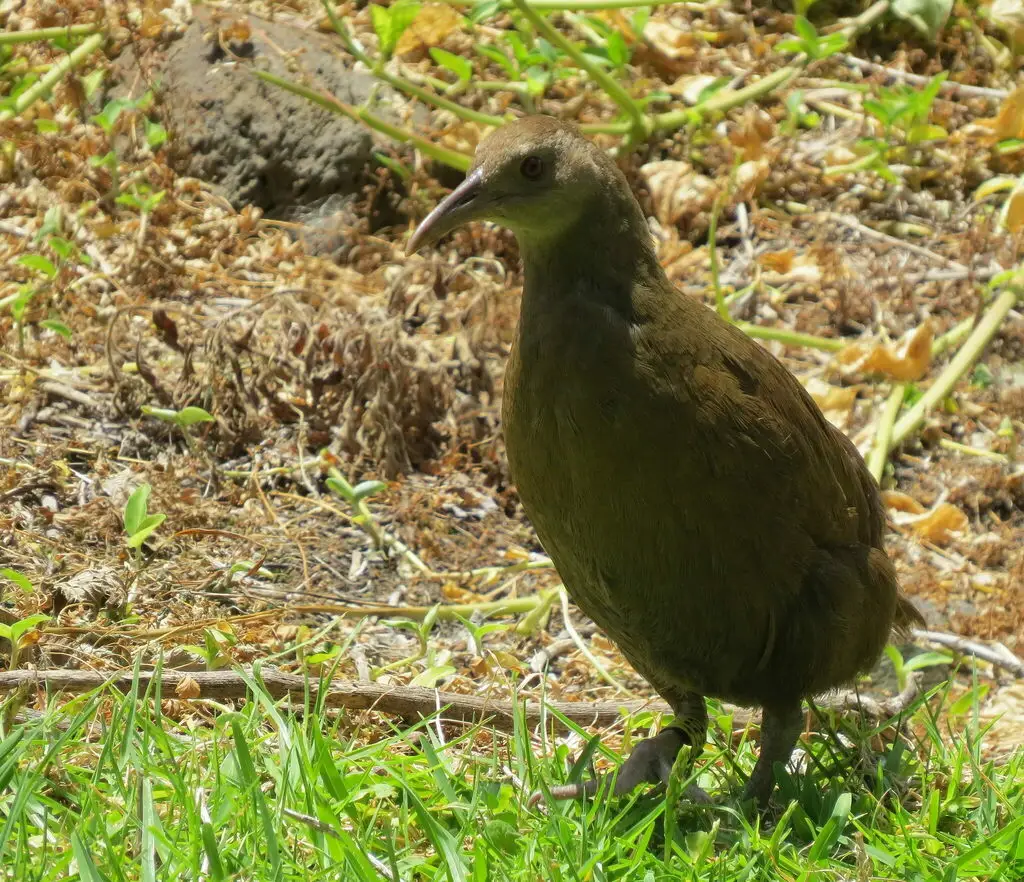 豪岛秧鸡(Gallirallus sylvestris)