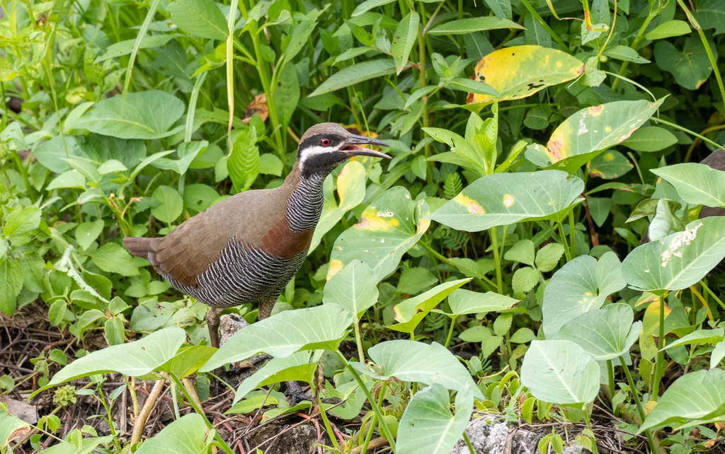 横斑秧鸡(Gallirallus torquatus)