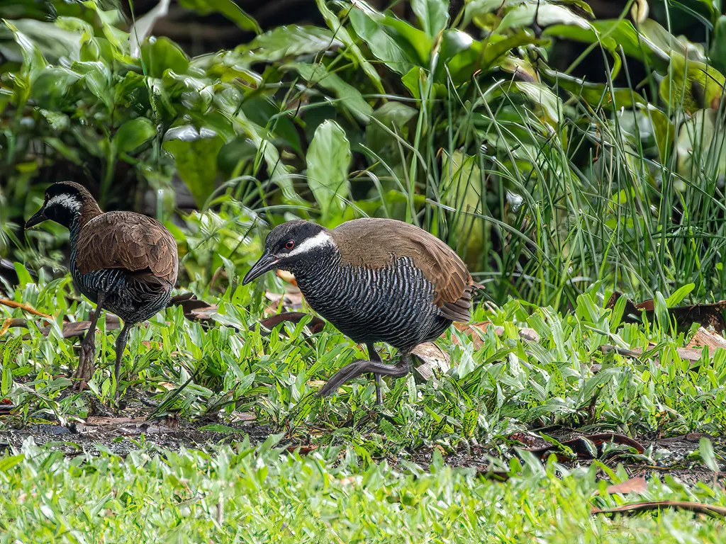 横斑秧鸡(Gallirallus torquatus)