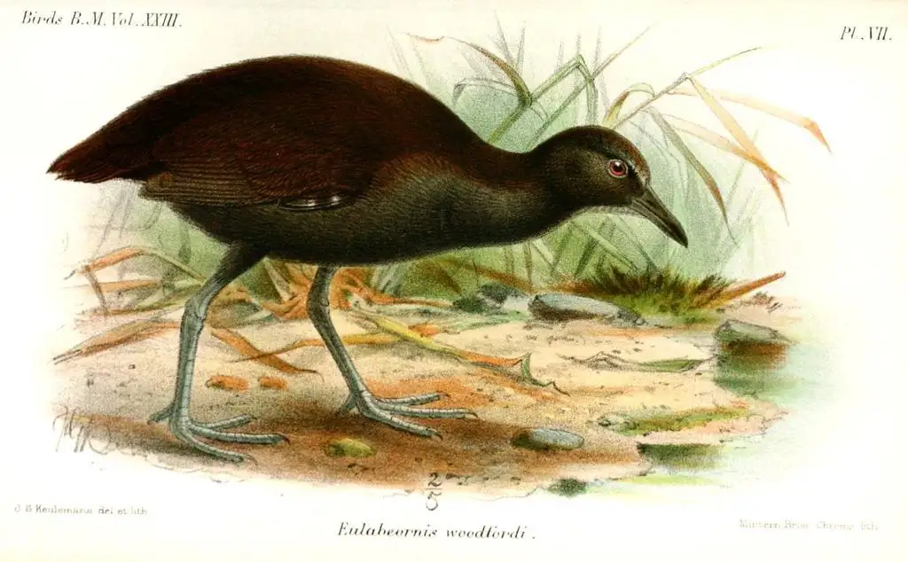 瓜岛秧鸡(Gallirallus woodfordi)