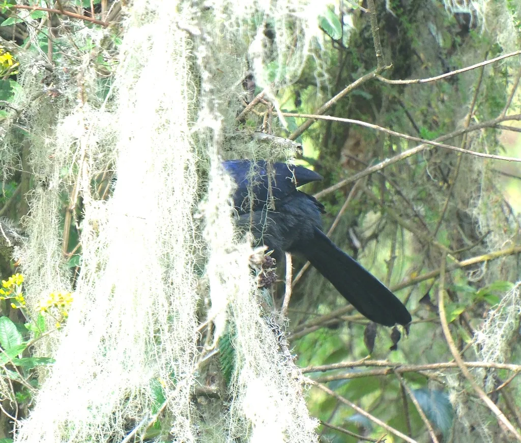 红胸蕉鹃(Gallirex johnstoni)