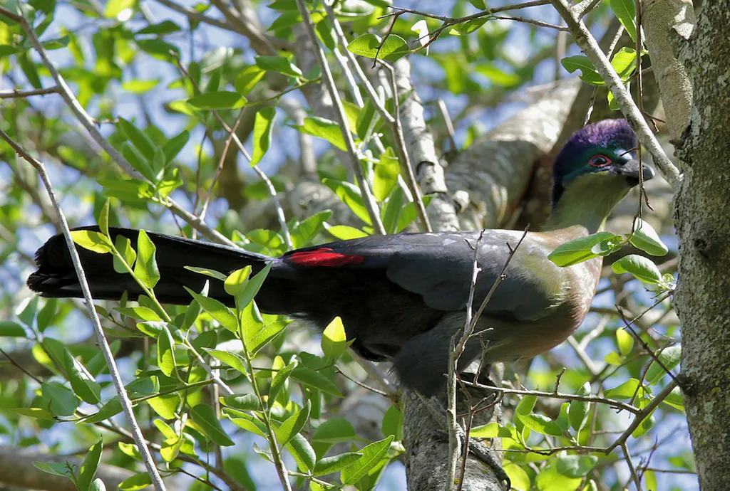 紫冠蕉鹃(Gallirex porphyreolophus)