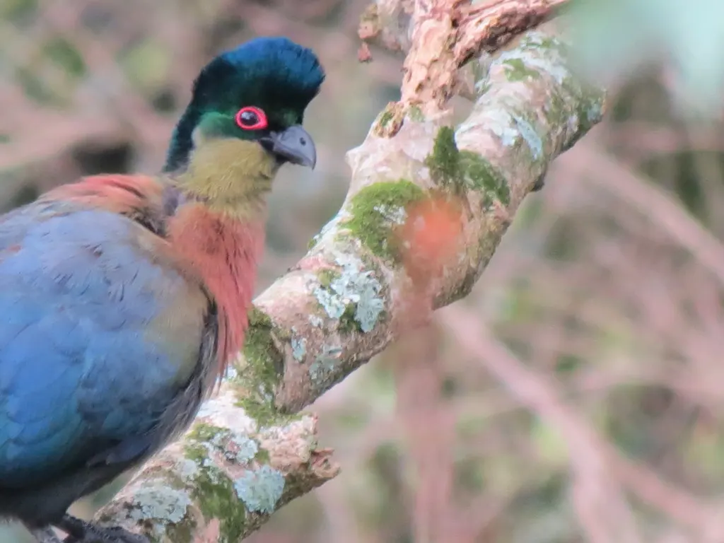 紫冠蕉鹃(Gallirex porphyreolophus)