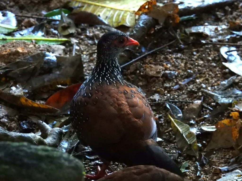 斯里兰卡鸡鹑(Galloperdix bicalcarata)