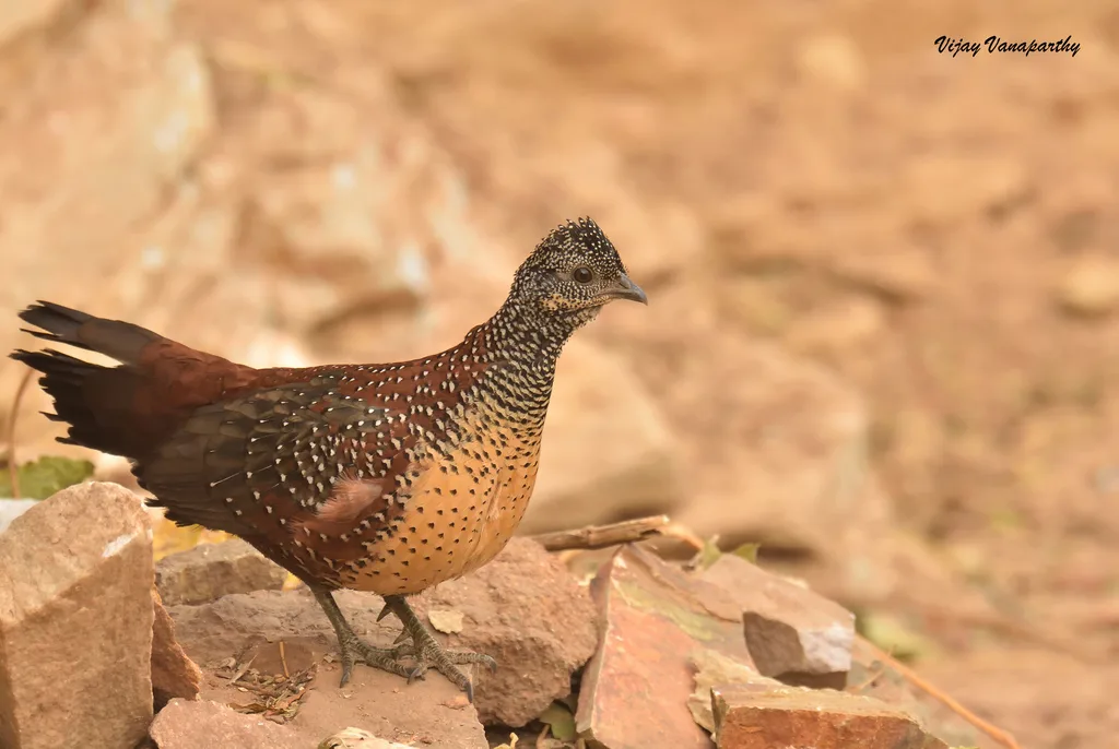 彩鸡鹑(Galloperdix lunulata)
