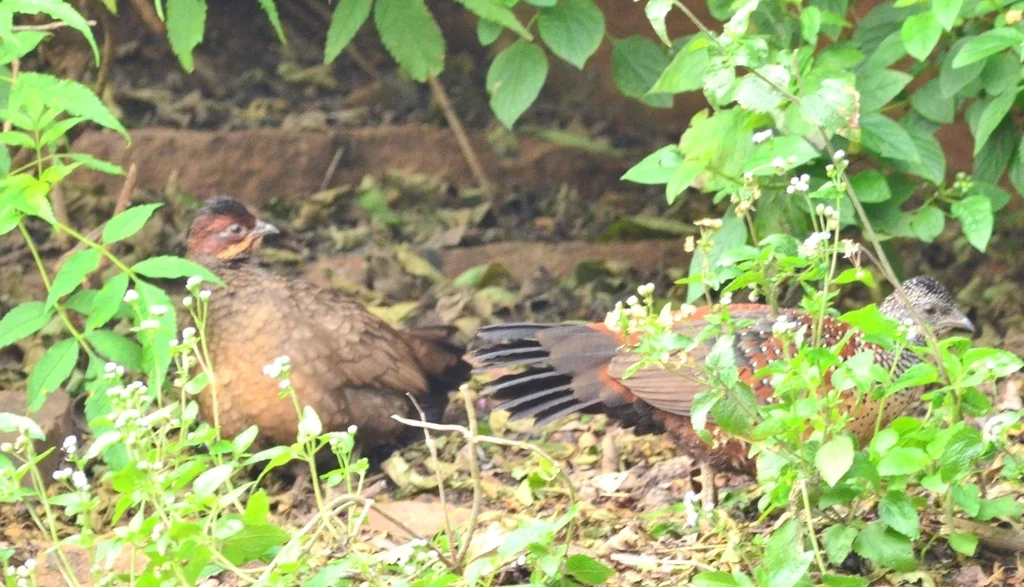 彩鸡鹑(Galloperdix lunulata)