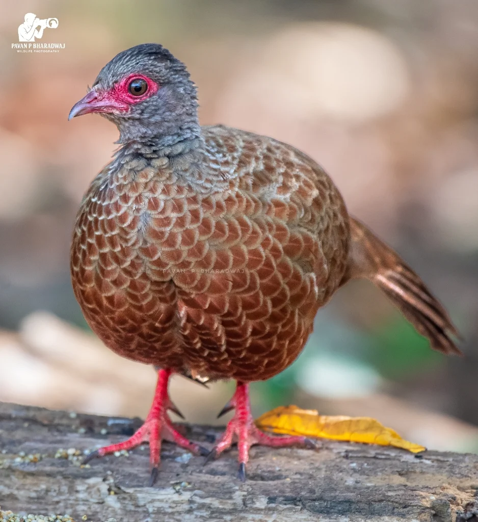 赤鸡鹑(Galloperdix spadicea)