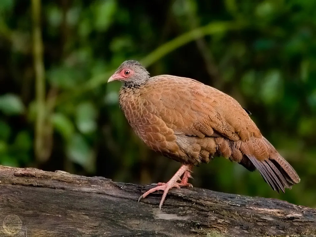 赤鸡鹑(Galloperdix spadicea)