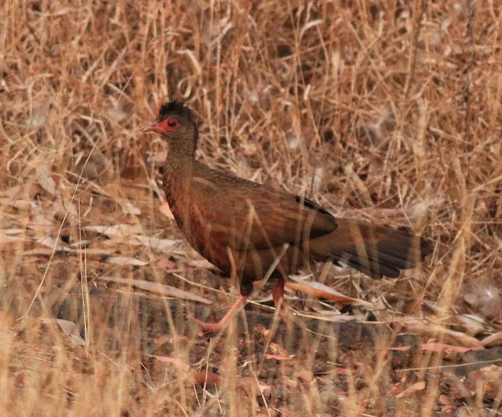 赤鸡鹑(Galloperdix spadicea)