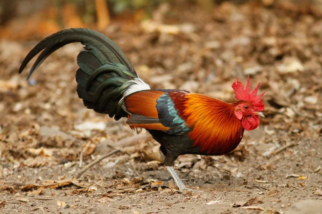 红原鸡(Gallus gallus)