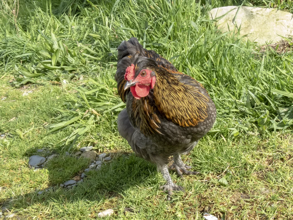 红原鸡(Gallus gallus)