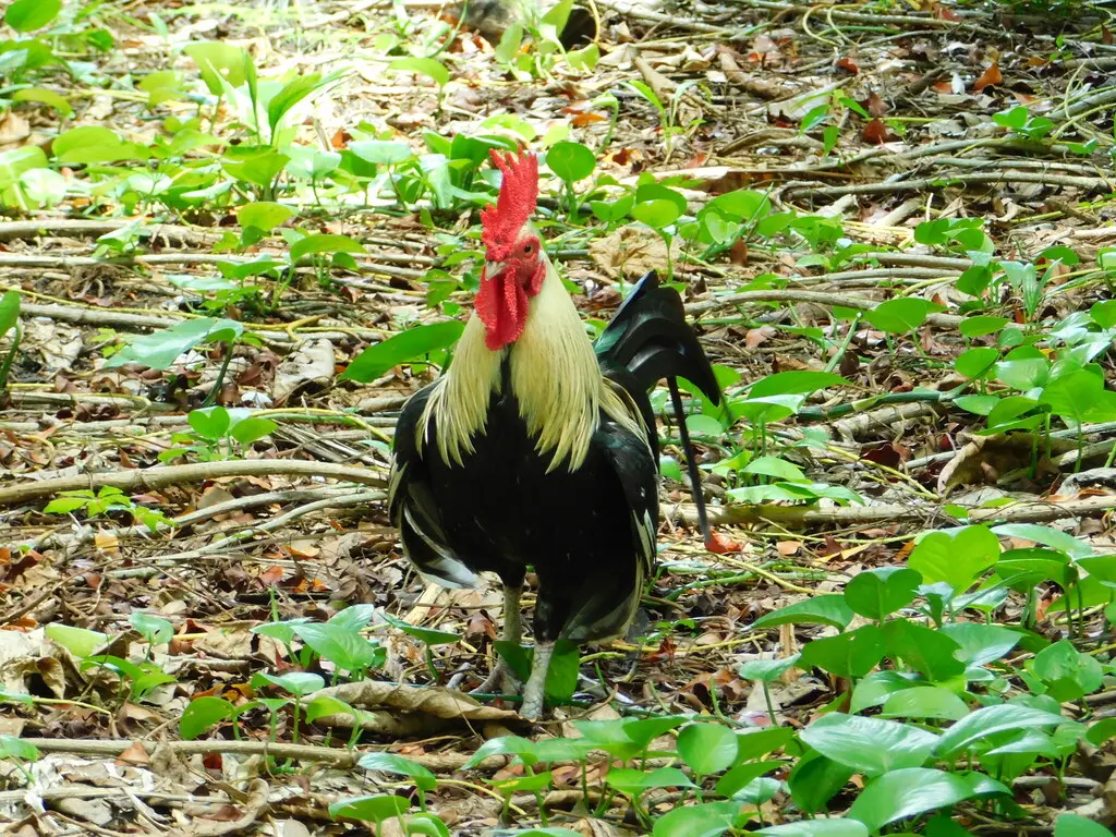 红原鸡(Gallus gallus)