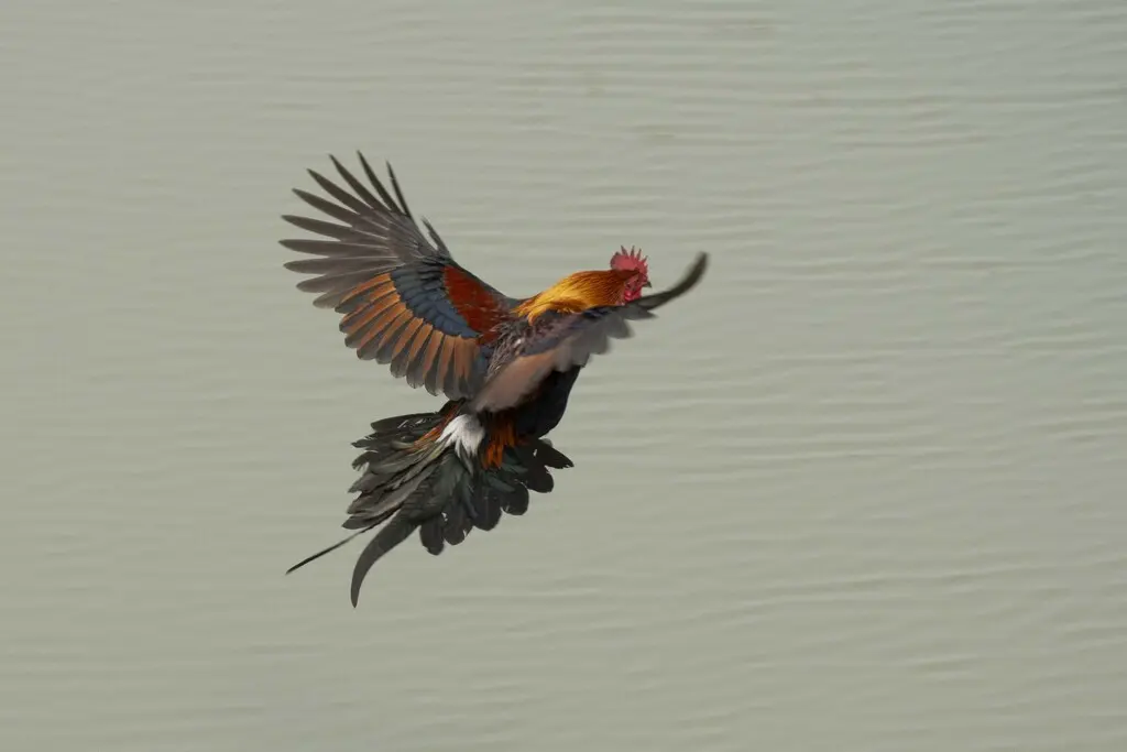 红原鸡(Gallus gallus)