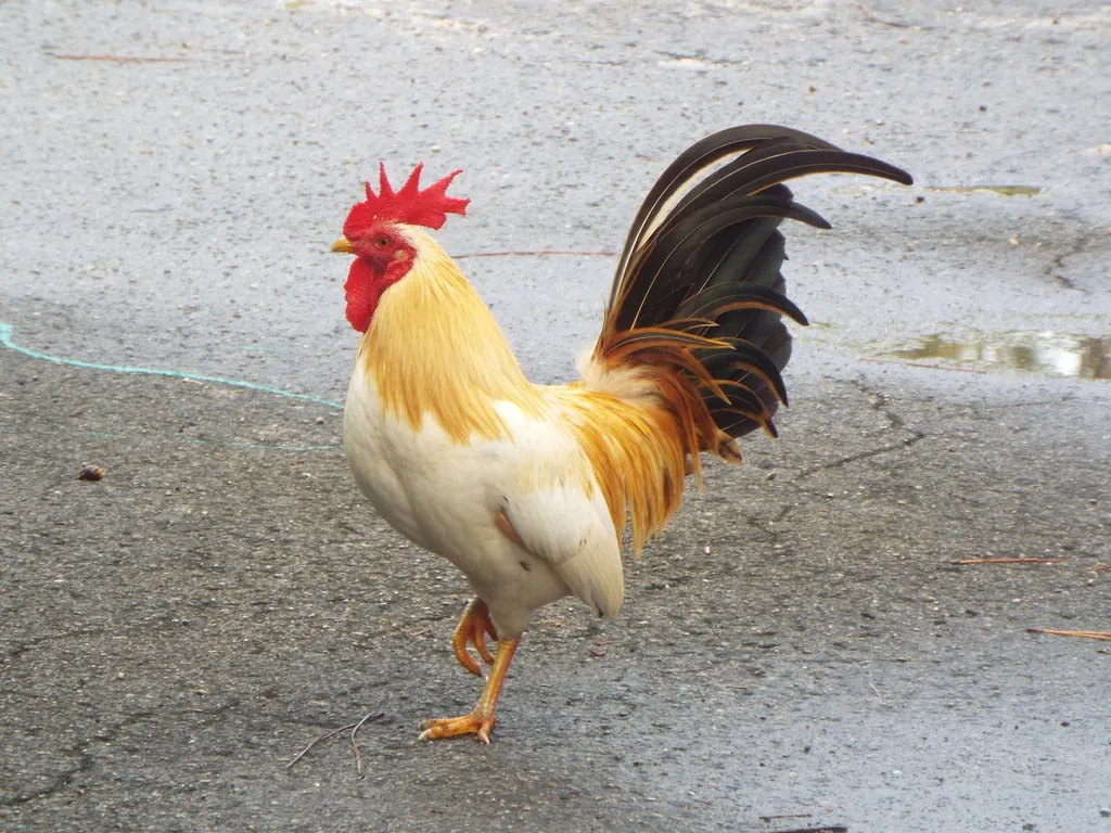 红原鸡(Gallus gallus)