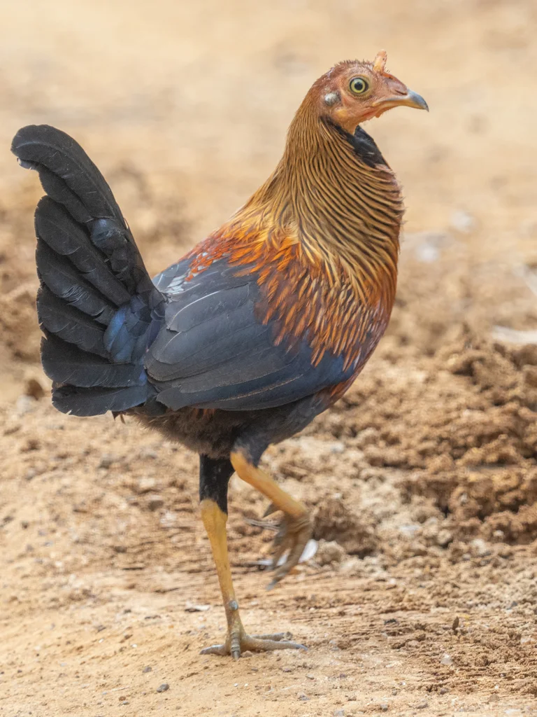 蓝喉原鸡(Gallus lafayettii)