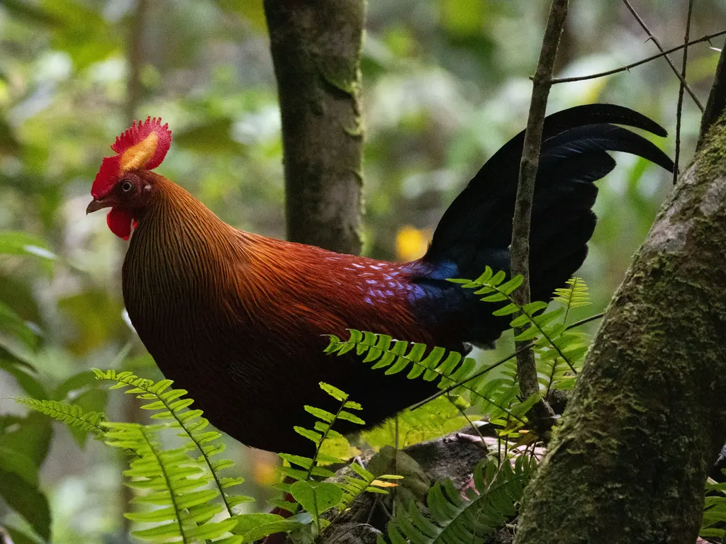 蓝喉原鸡(Gallus lafayettii)
