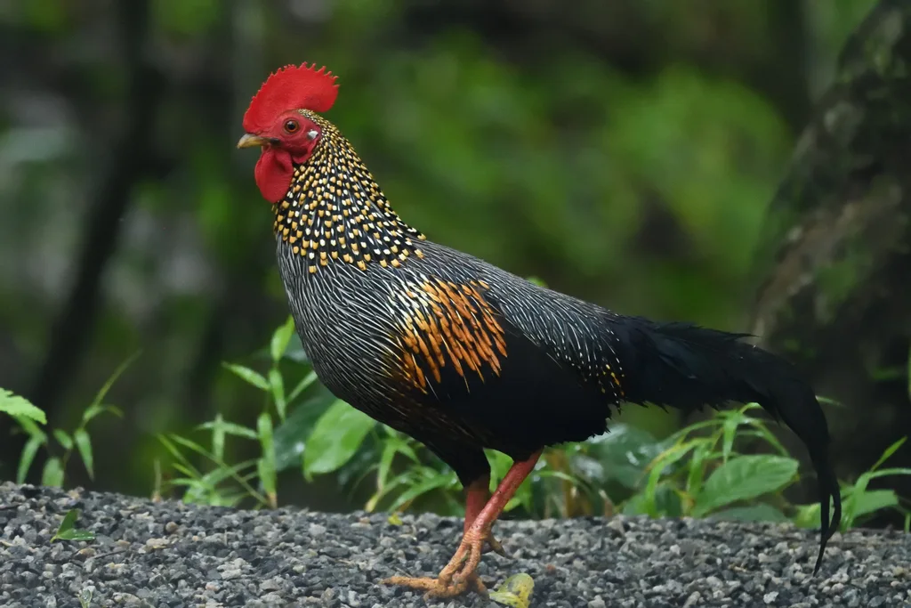 灰原鸡(Gallus sonneratii)