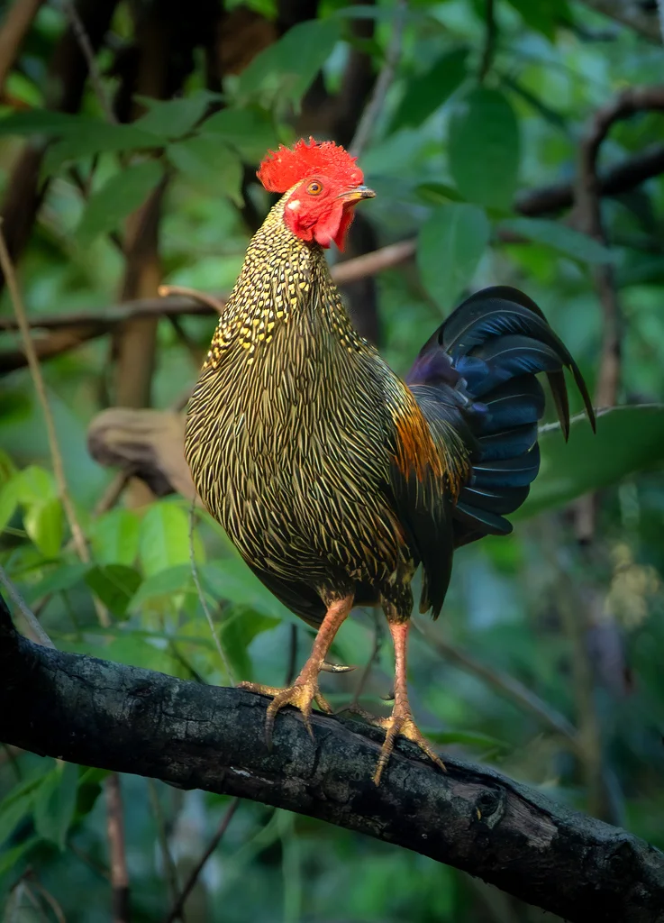 灰原鸡(Gallus sonneratii)
