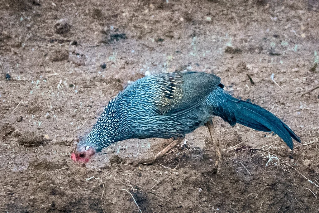 灰原鸡(Gallus sonneratii)