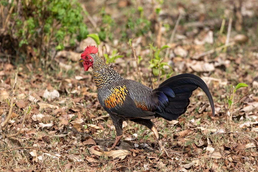 灰原鸡(Gallus sonneratii)