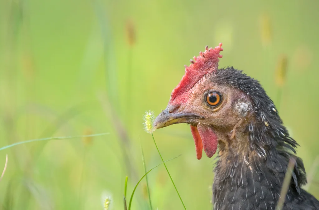 灰原鸡(Gallus sonneratii)