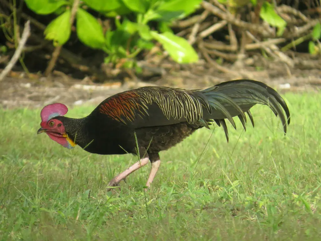 绿原鸡(Gallus varius)