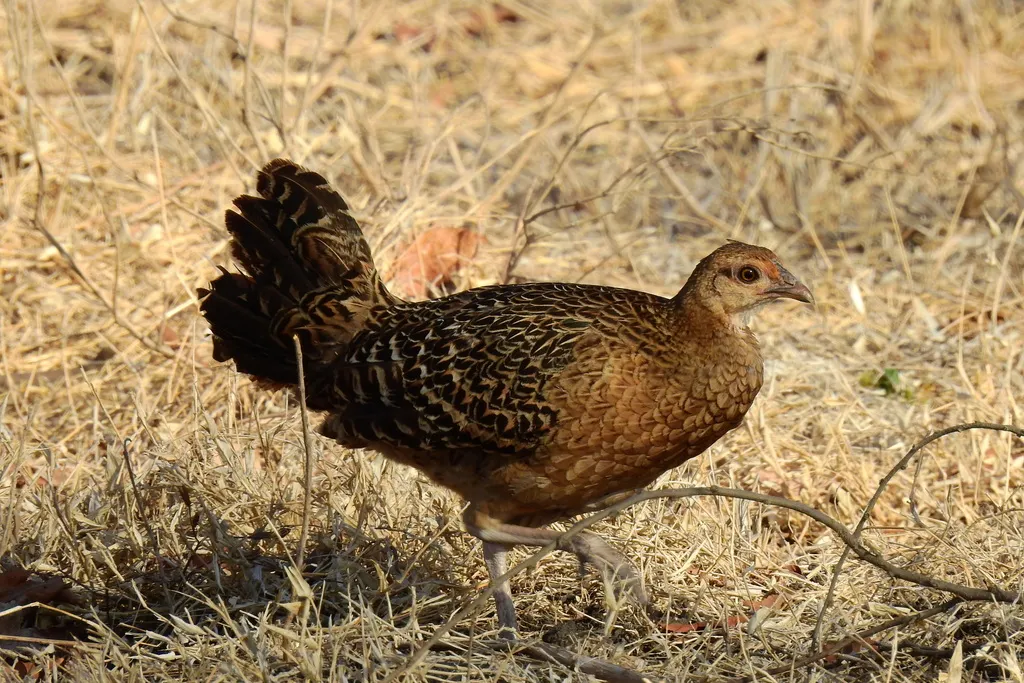 绿原鸡(Gallus varius)