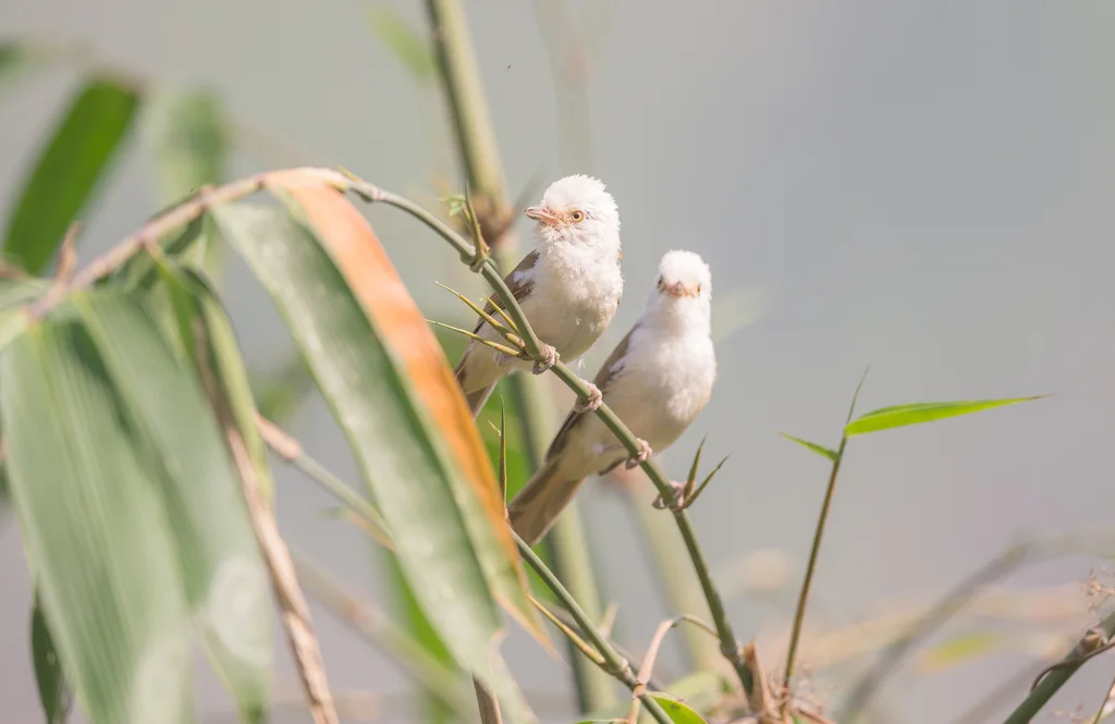 白头鵙鹛(Gampsorhynchus rufulus)