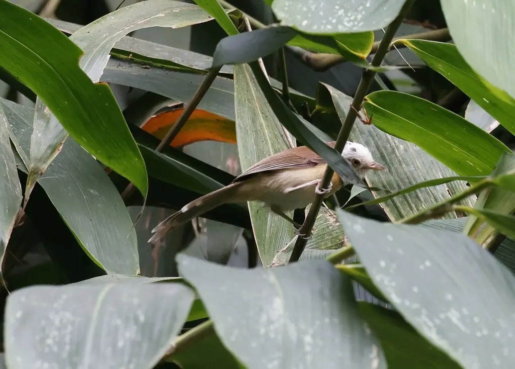 领鵙鹛(Gampsorhynchus torquatus)