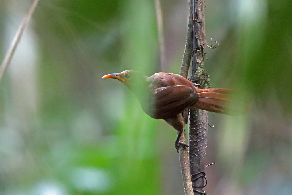 弯嘴鹛(Garritornis isidorei)
