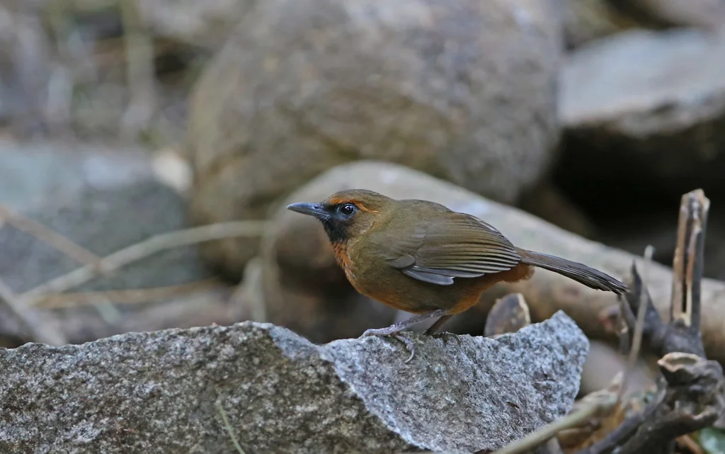 橙胸噪鹛（Garrulax annamensis）