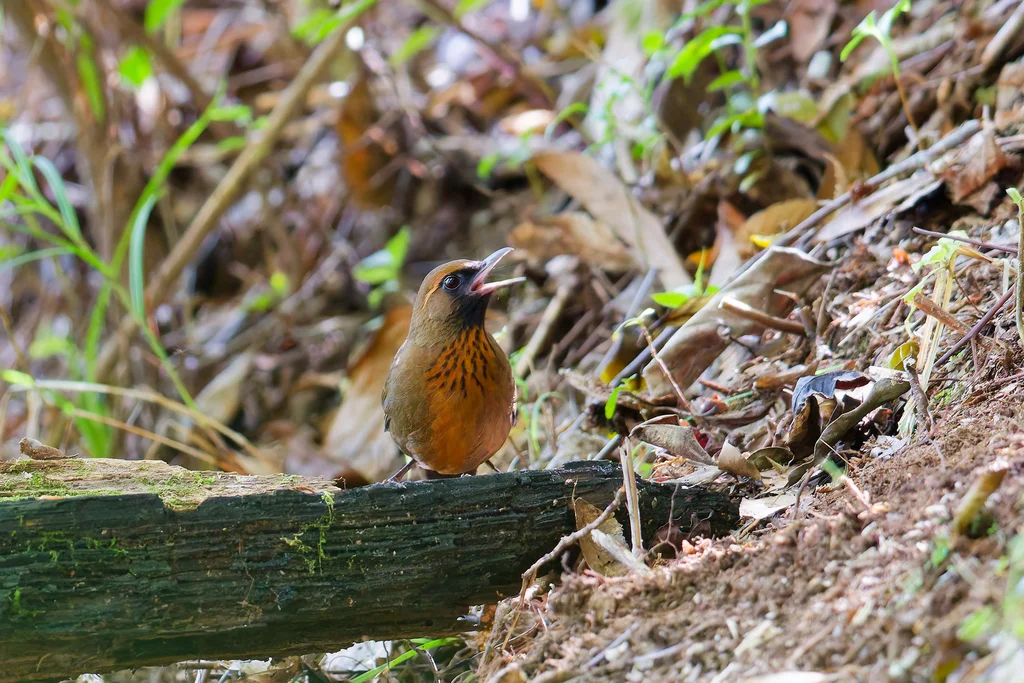 橙胸噪鹛（Garrulax annamensis）