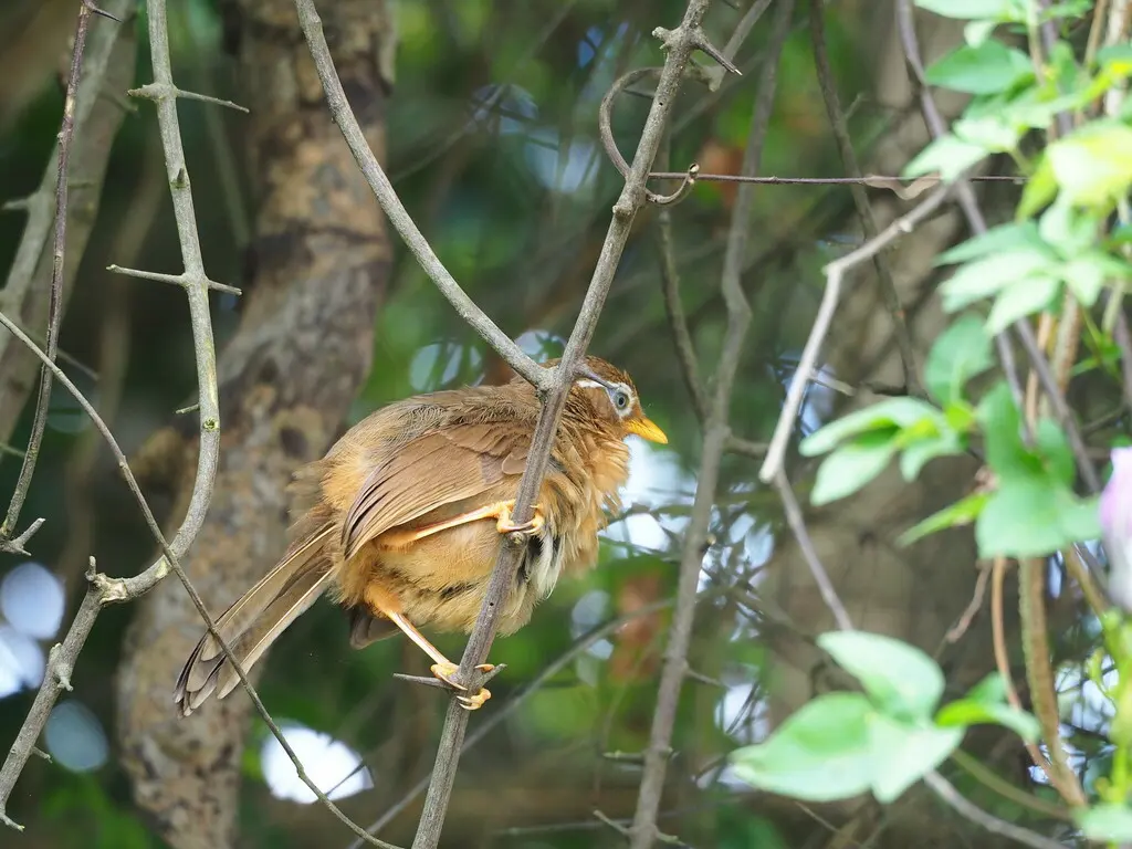 画眉(Garrulax canorus)