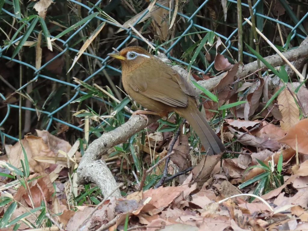画眉(Garrulax canorus)