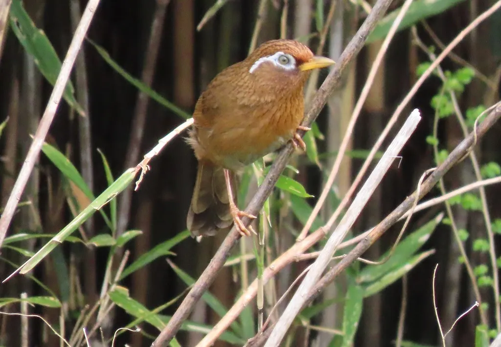 画眉(Garrulax canorus)