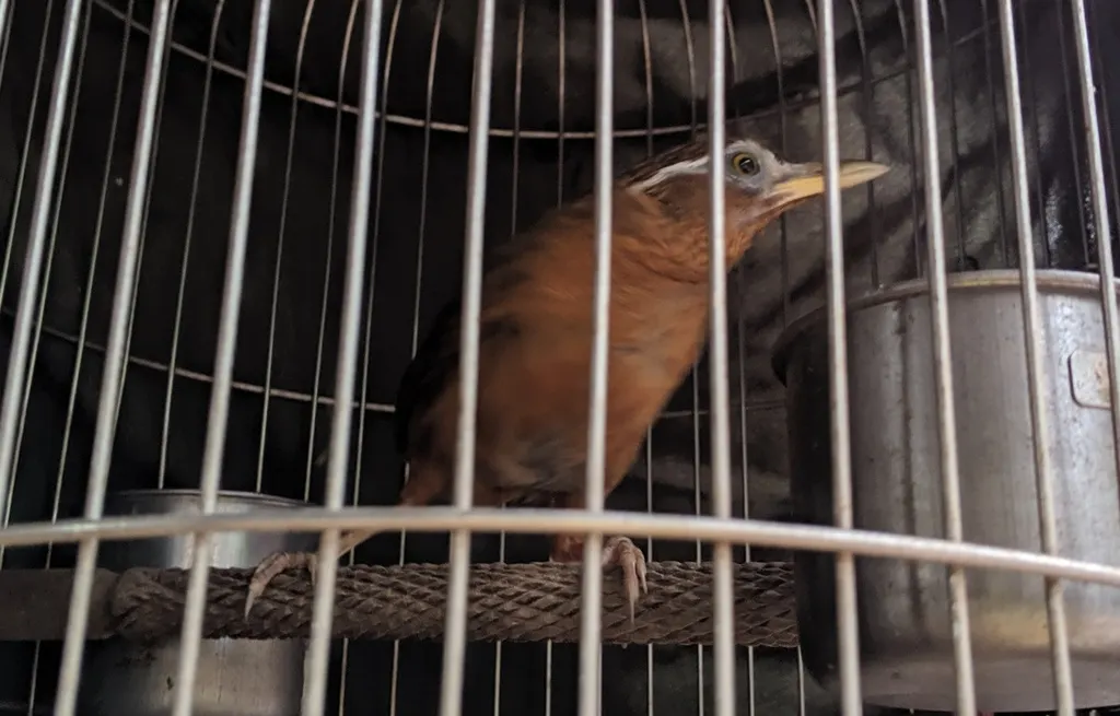 画眉(Garrulax canorus)
