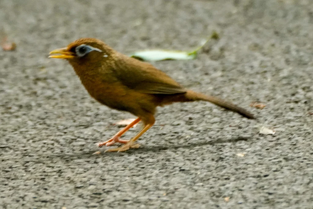 画眉(Garrulax canorus)