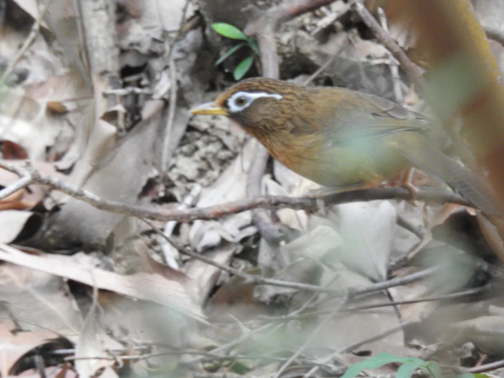 画眉(Garrulax canorus)
