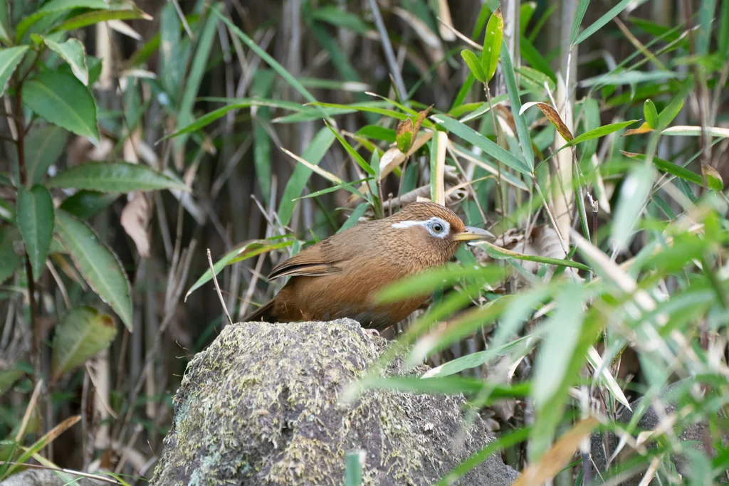 画眉(Garrulax canorus)