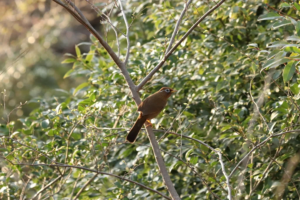 画眉(Garrulax canorus)